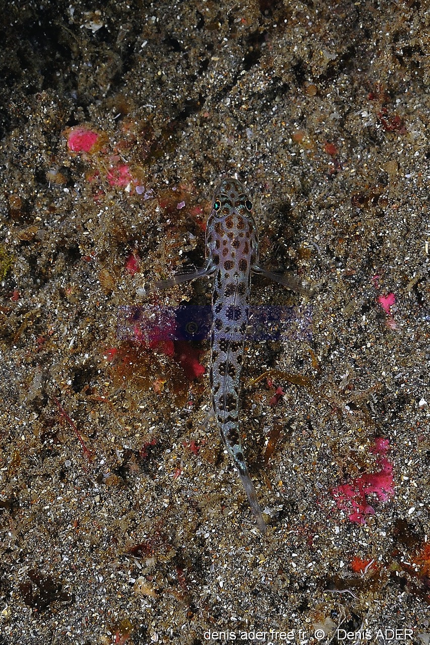 Thorogobius ephippiatus Gobie leopard-Acores Sao Miguel H2KAL-17m-20170826-Denis-ADER-DSC_0447_tn.jpg